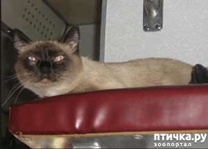 фотография: Кошки-путешественники фото: Кошки-путешественники