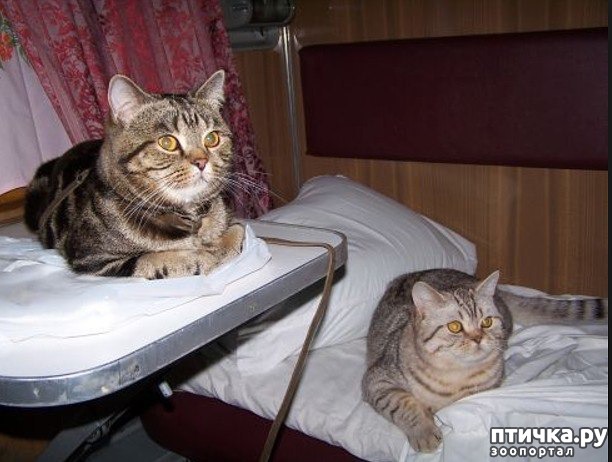 ���� 4: �����-���������������