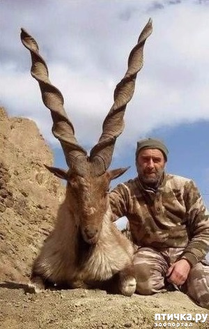 фотография: Красавец фото: Красавец