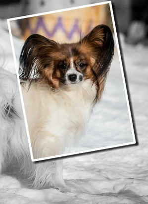 фотография: Мушка- веселушка!??? фото: Мушка- веселушка!???