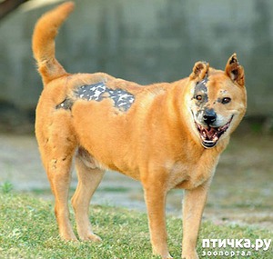 ����: ��� ��� ���� ������� ������ ������