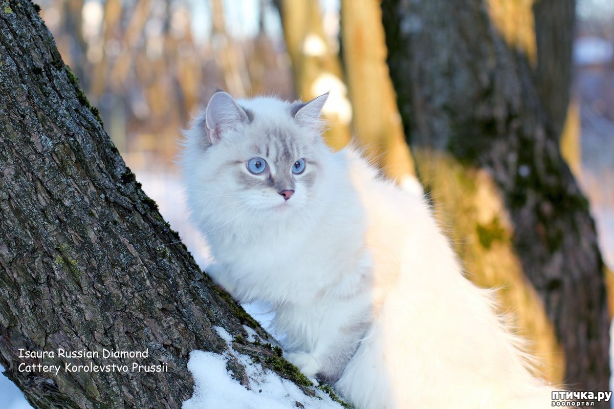 Сибирская Маскарадная Кошка Фото