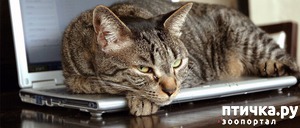 фотография: Как отучить кошку лазить по столам. фото: Как отучить кошку лазить по столам.