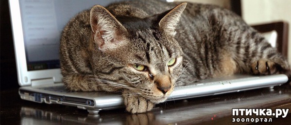Как отучить кошку лазить по столам. — обсуждение в группе Кошки |  Птичка.ру