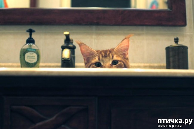 ���� 8: �����������: ������� ������� � �������� ������� � �� ������