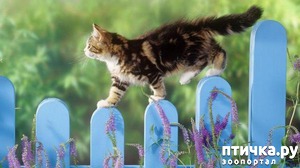 фотография: КАК ОТУЧИТЬ КОШКУ ОТ УЛИЦЫ: ВСЕГО 4 ШАГА К УСПЕХУ фото: КАК ОТУЧИТЬ КОШКУ ОТ УЛИЦЫ: ВСЕГО 4 ШАГА К УСПЕХУ