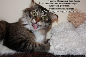 фотография: Котоматрица: В продолжение темы про мартовских котов. фото: Котоматрица: В продолжение темы про мартовских котов.