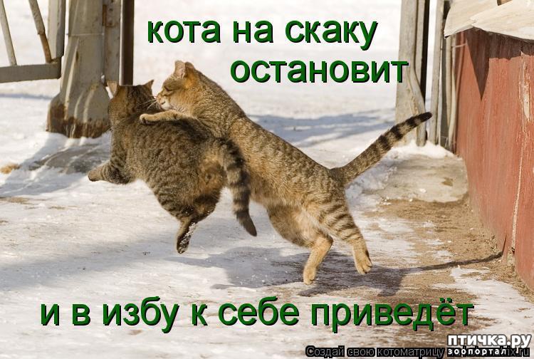 Котенок, смешные картинки про мартовских котов с надписями