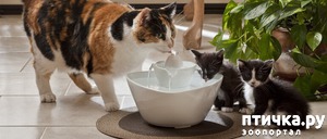 фотография: Фонтанчик для кошки – удобно и полезно! фото: Фонтанчик для кошки – удобно и полезно!