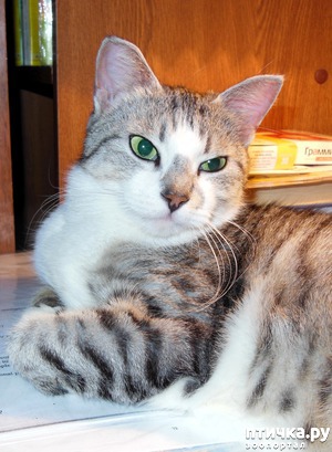 фотография: Стихи о кошке фото: Стихи о кошке