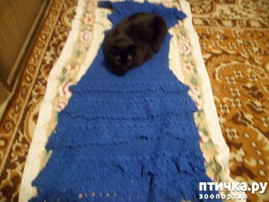 ����: ���� - ������������ �����������)