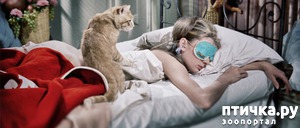 фотография: Почему кошки любят спать на людях или рядом? фото: Почему кошки любят спать на людях или рядом?