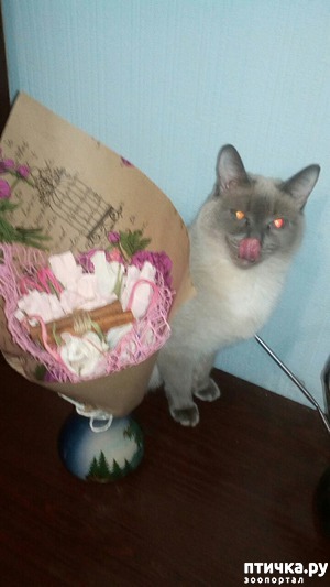 фотография: Охотница за сладким фото: Охотница за сладким