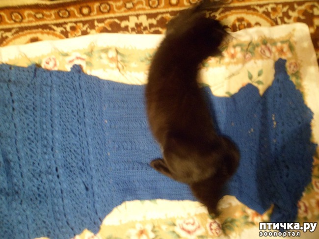 ���� 2: ���� - ������������ �����������)