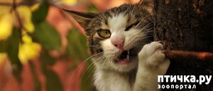 ����: ������ �� ���������� ��� �����?