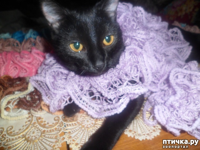 ���� 4: ���� - ������������ �����������)