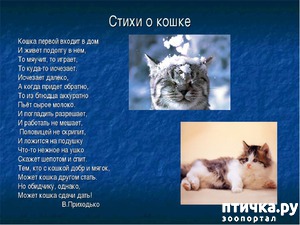 фотография: Стихи о кошках, которые мне понравились! фото: Стихи о кошках, которые мне понравились!