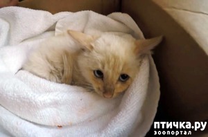 ����: ������� �������, ������� �������� ��������� �� ����� �������� ����)