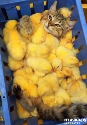 ����: ���-����� ��� �����