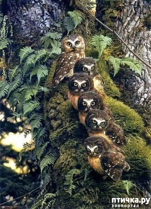 ����: ������