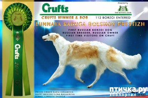 :        CRUFTS!