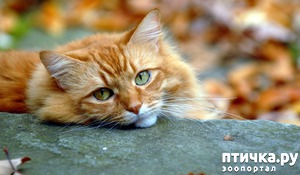 фотография: Как умирают кошки... фото: Как умирают кошки...