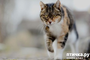 фотография: Животные: жизнь после смерти. фото: Животные: жизнь после смерти.