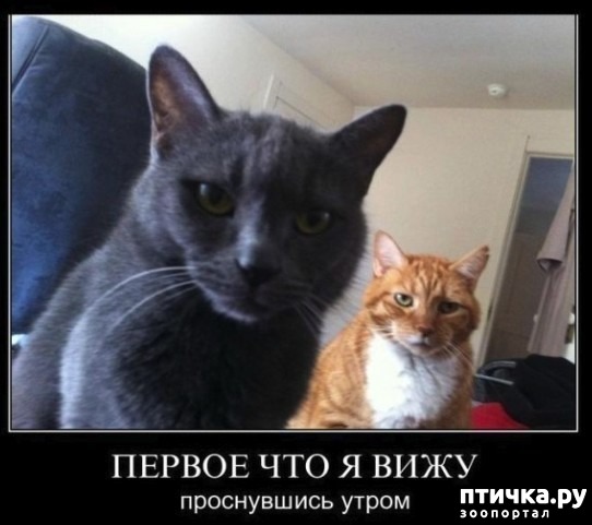 ���� 1: ������, ��� � ���� �����...