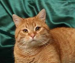 ����: ����� � �������