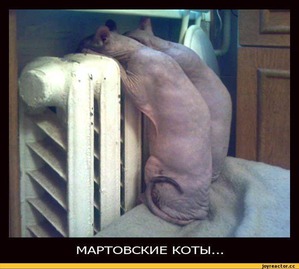 фотография: И еще одна мартовская котоматрица! фото: И еще одна мартовская котоматрица!