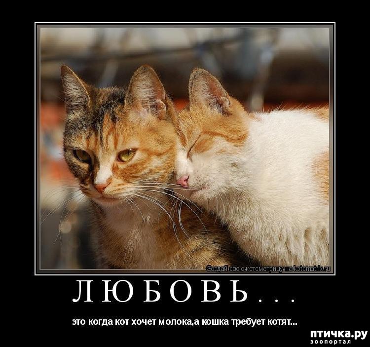 Это кошка