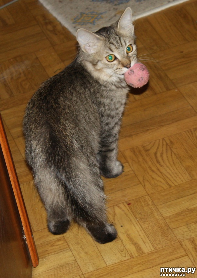 фото 11: ПИКСИ-БОБ (pixie-bob) – загадочная кошка из американских легенд.