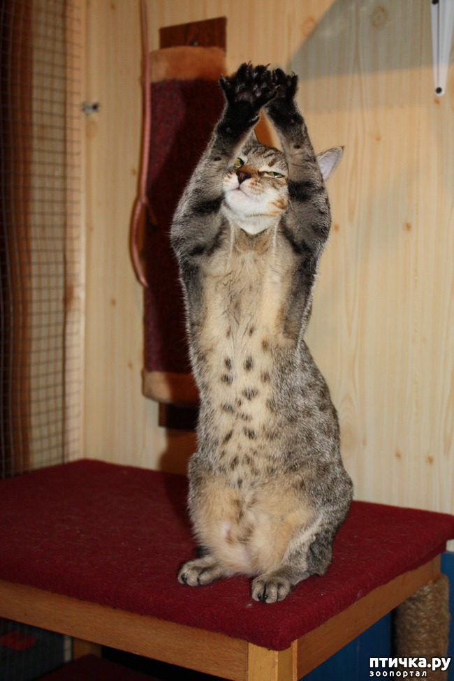 фото 14: ПИКСИ-БОБ (pixie-bob) – загадочная кошка из американских легенд.