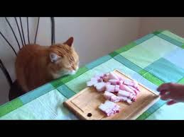 фотография: Можно ли сало кошкам? фото: Можно ли сало кошкам?