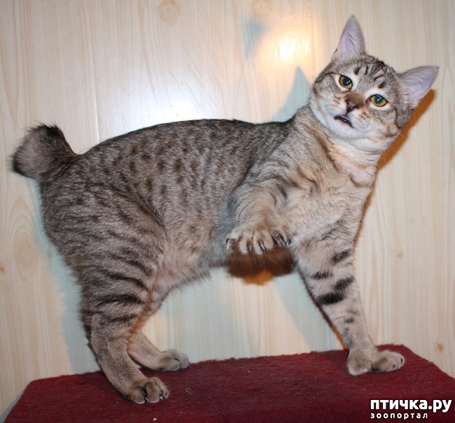 фото 15: ПИКСИ-БОБ (pixie-bob) – загадочная кошка из американских легенд.