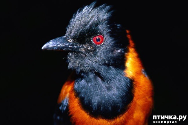 фото 1: Интересные факты о птицах. Секреты пернатого мира.