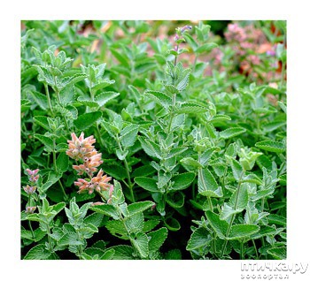 ���� 4: ������� ����