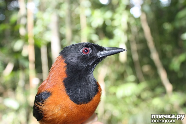 фото 4: Интересные факты о птицах. Секреты пернатого мира.
