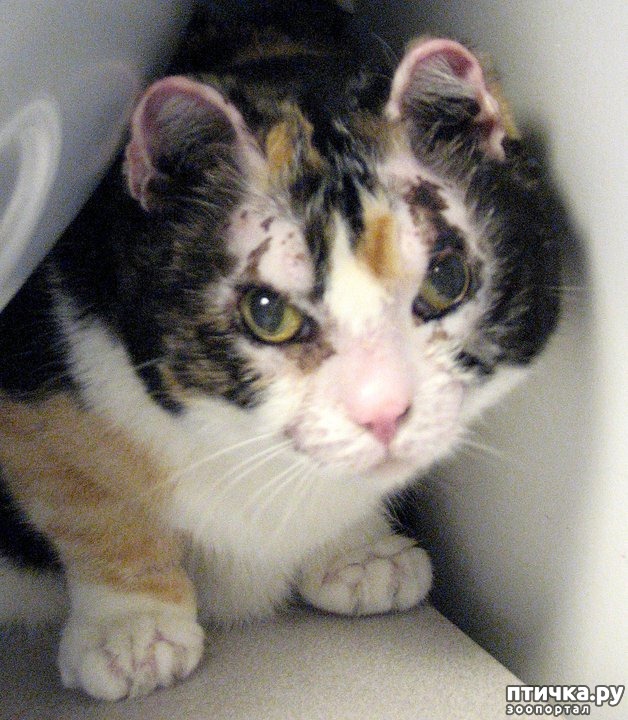 ���� 1: ����������� �����.