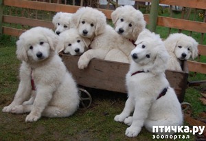 фотография: Самые редкие породы собак. Продолжение. фото: Самые редкие породы собак. Продолжение.