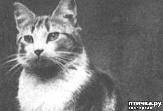 ���� 3: ����������� �����.