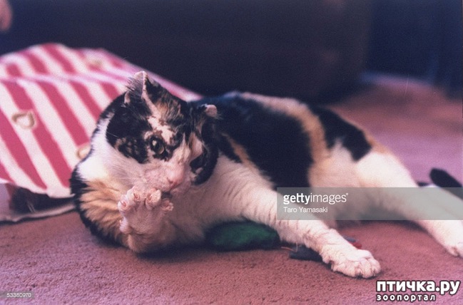 ���� 4: ����������� �����.