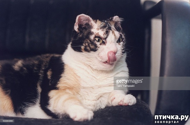 ���� 6: ����������� �����.