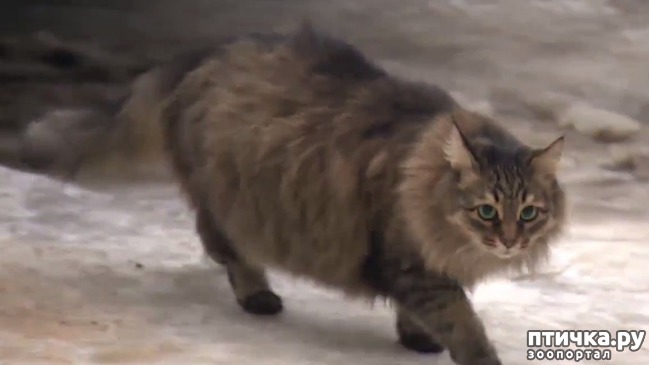 ���� 7: ����������� �����.