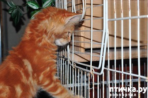 ����: ����� ��� �������