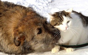 ����: ������ ������������.