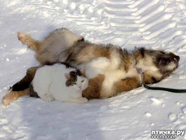 ���� 2: ������ ������������.