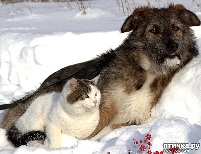 ���� 4: ������ ������������.