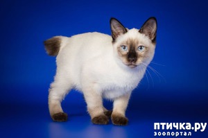 ����: ����-���-��� - ����� ��������� �����