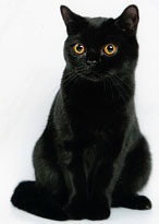 ���� 4: ������ ������ �����